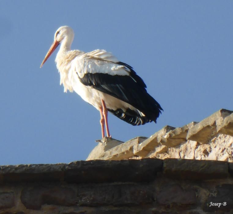 Ocell. La cigonya és una au migratòria, i aquesta l’han pogut fotografiar al Castell de Cardona.