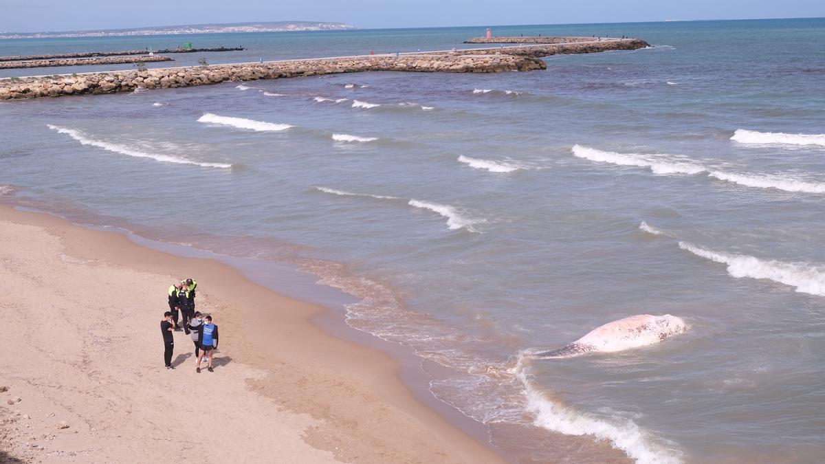 Aparece una ballena muerta en Guardamar