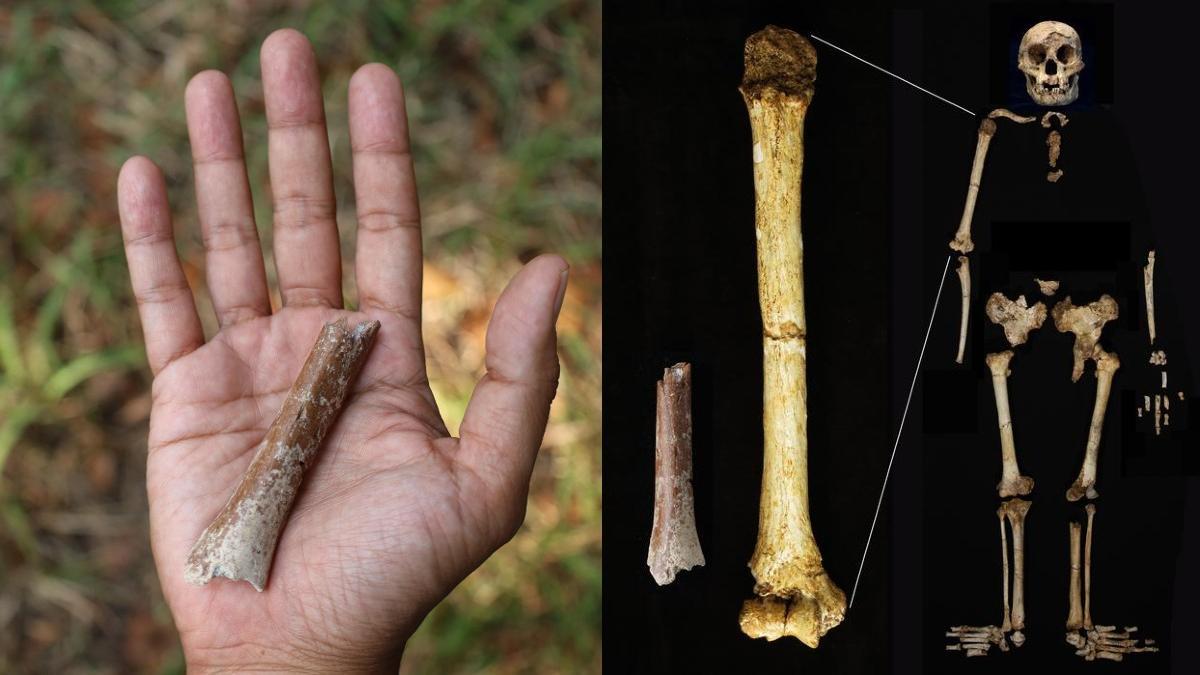 A la izquierda, fragmento del húmero hallado. A la derecha, comparación del tamaño de este hueso con el de otros ejemplares de 'Homo floresiensis'.