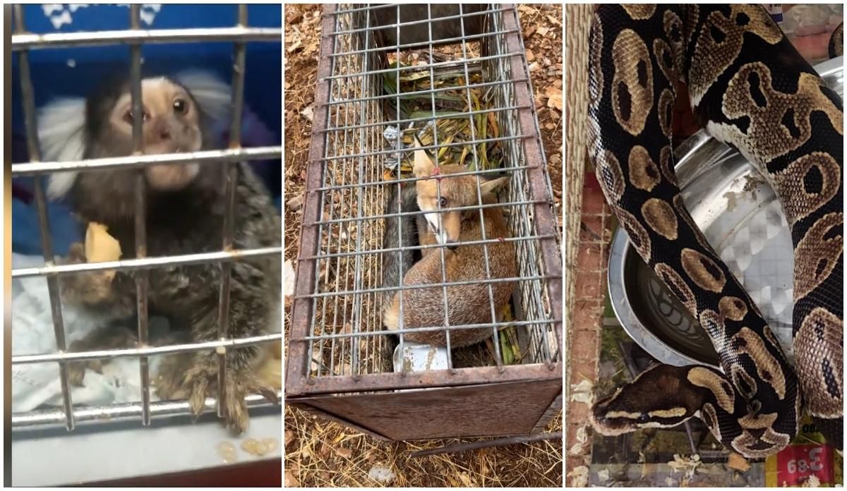 Un mono, un zorro y una boa incautados por el SEPRONA en distintas operaciones de nuestro país.