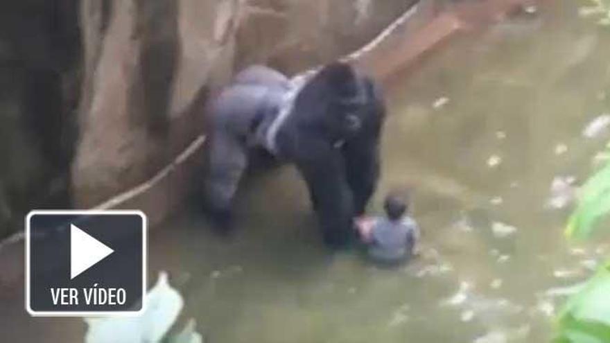 Matan a un gorila para salvar a un niño en el zoo de Cincinnati