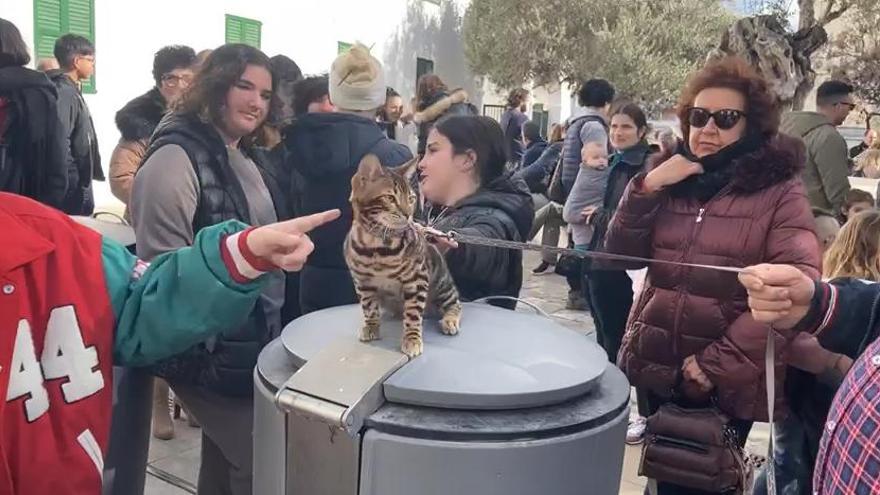 Vídeo: el viento protagoniza la bendición de animales en Sant Antoni