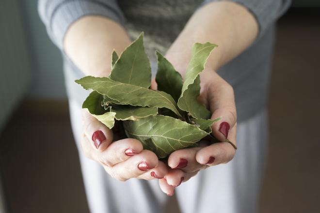 La hoja de laurel te quita años