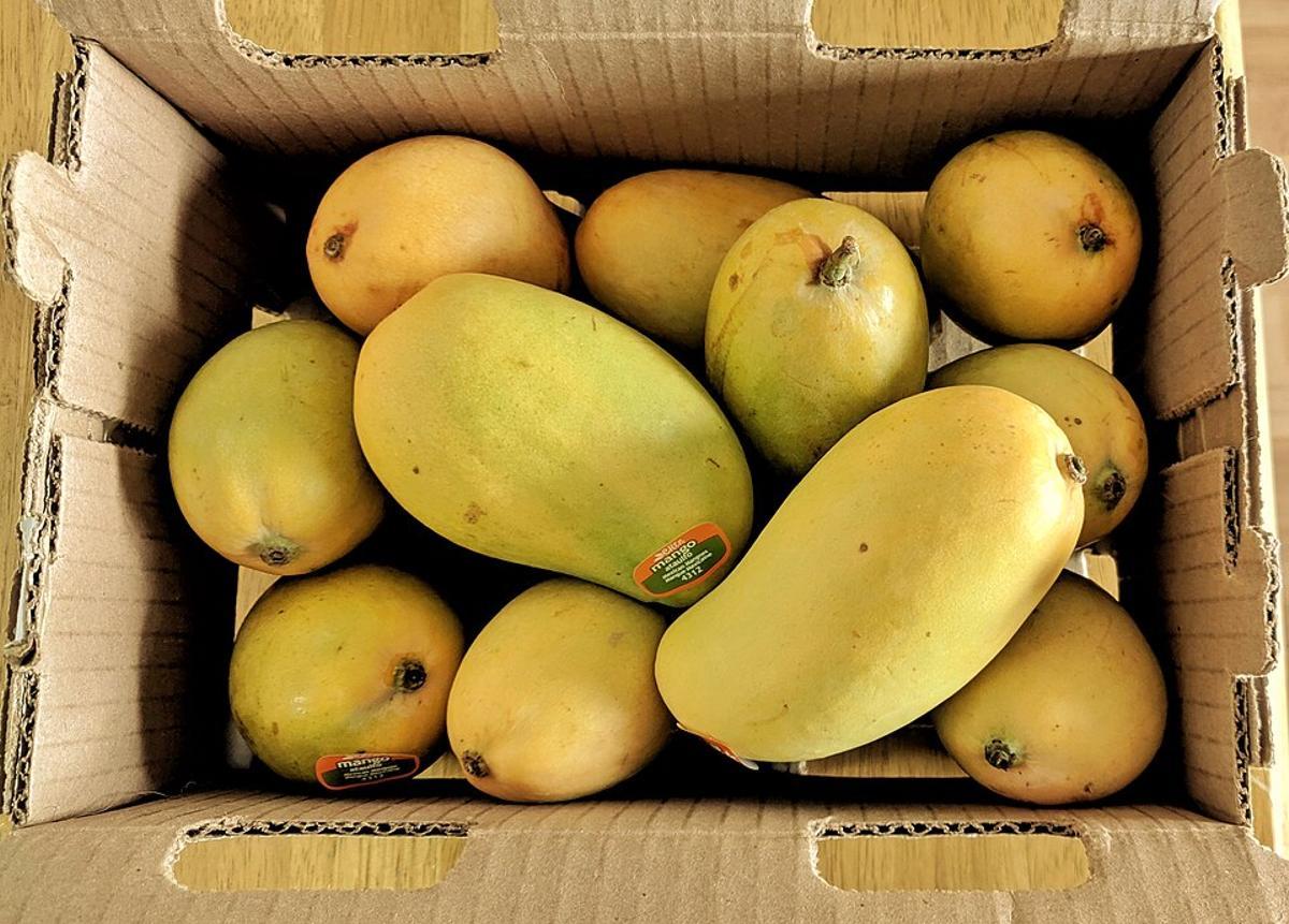 Variedad de mango Ataúlfo.
