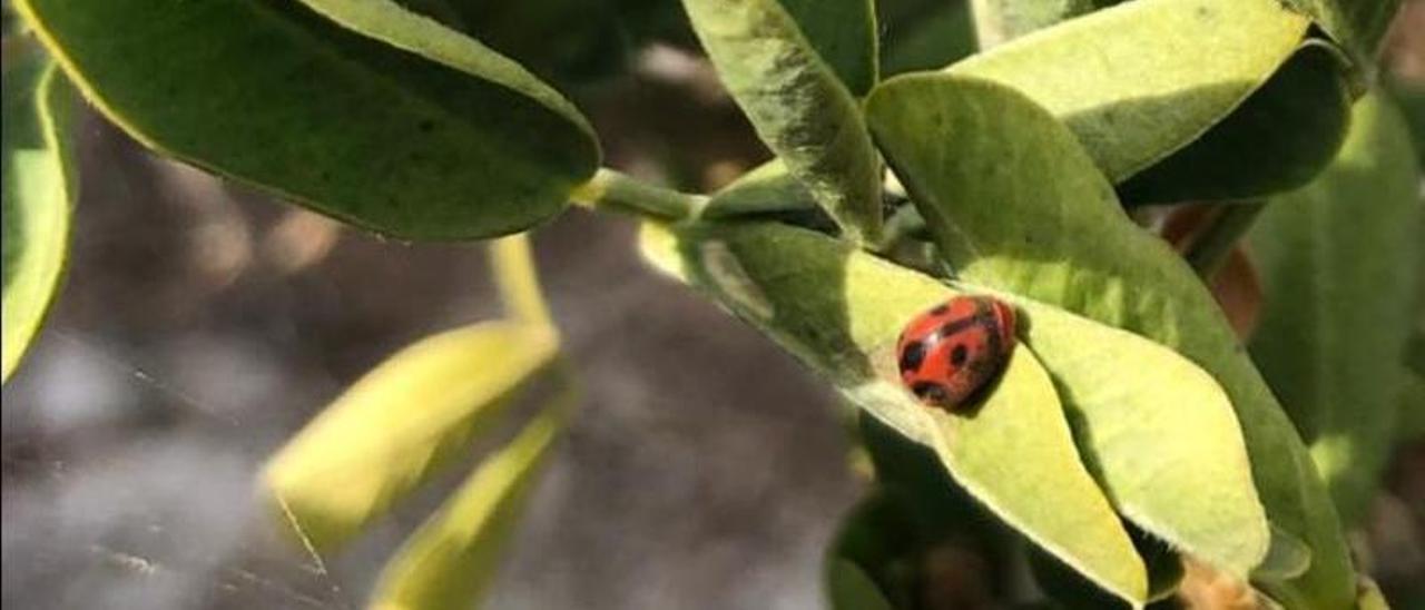 La mariquita adulta en es Malví Gros