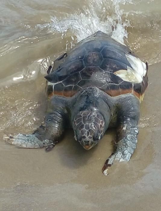 Tortuga marina boba (Caretta caretta)