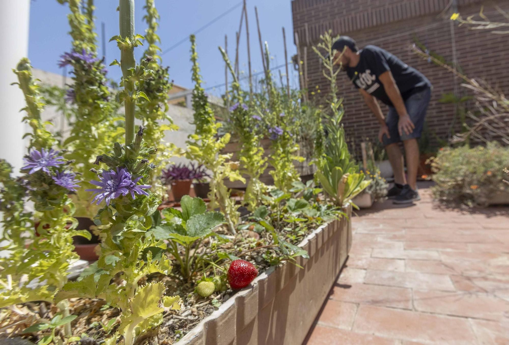 Los huertos en balcones y terrazas son ya una tendencia al alza en la provincia de Alicante
