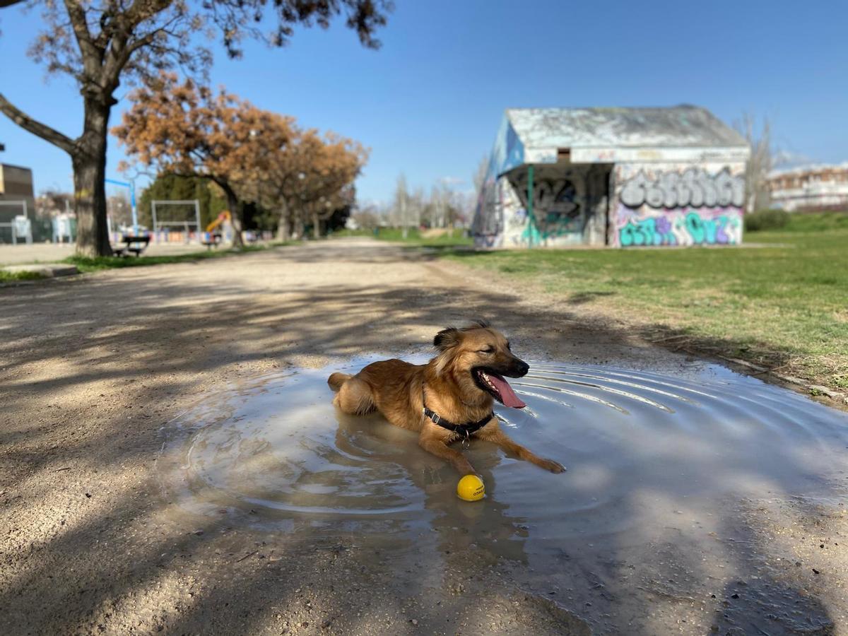 Dory juega con una pelota durante una salida con sus propietarias por el Parque de los Poetas.