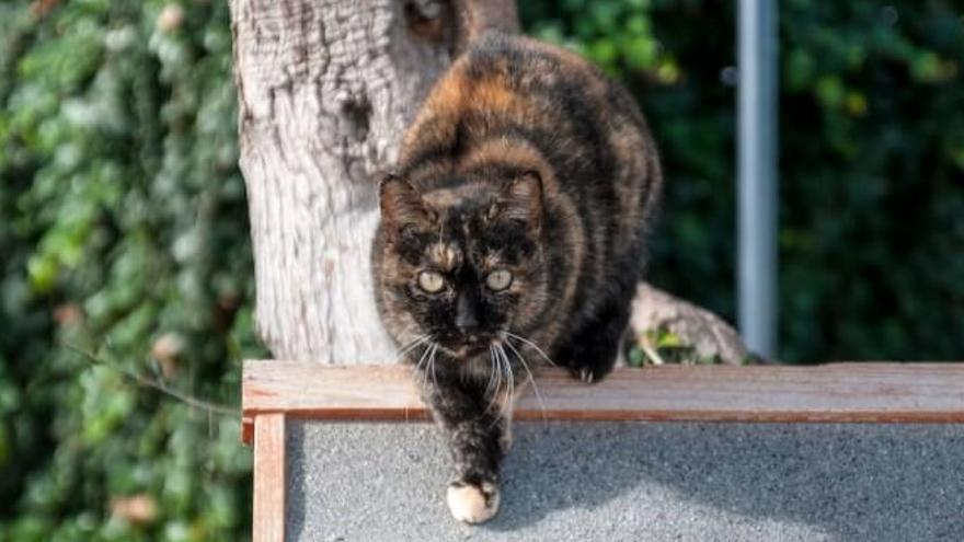 Los gatos somos auténticos modelos