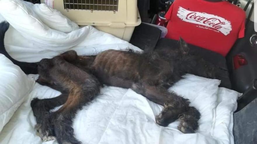 La dueña del perro muerto de hambre alega un trastorno por malos tratos