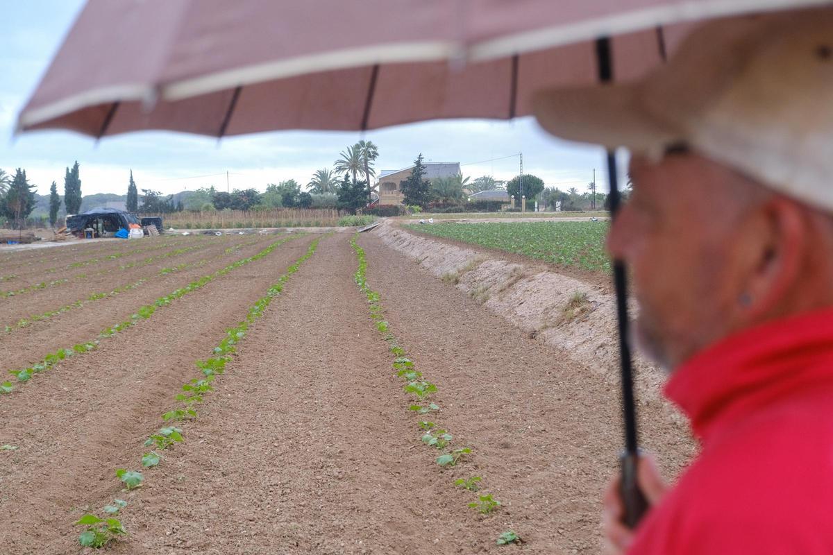 La lluvia alivia la sequía de las cosechas provinciales