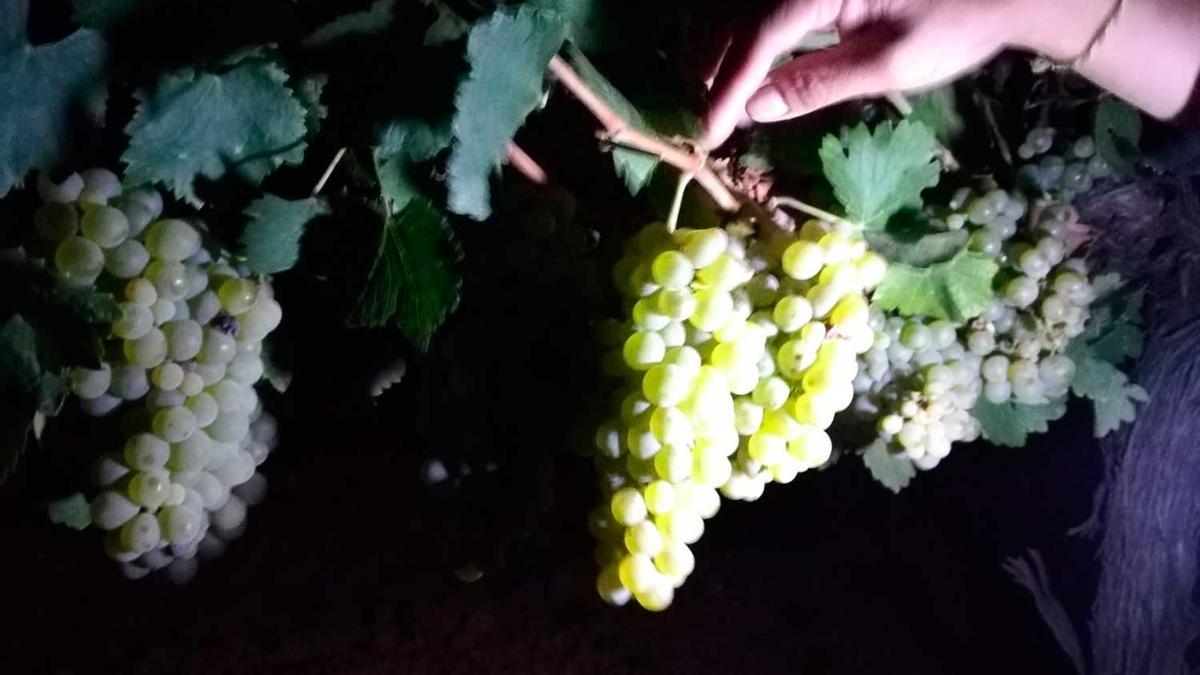 Vendimia nocturna Bodega Diez Siglos, Rueda