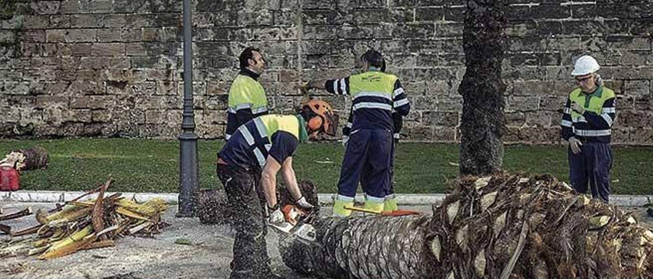 Entre los dÃ­as 2 y 3 de marzo el viento derribÃ³ 9 palmeras en el Paseo Sagrera y 3 fueron taladas.