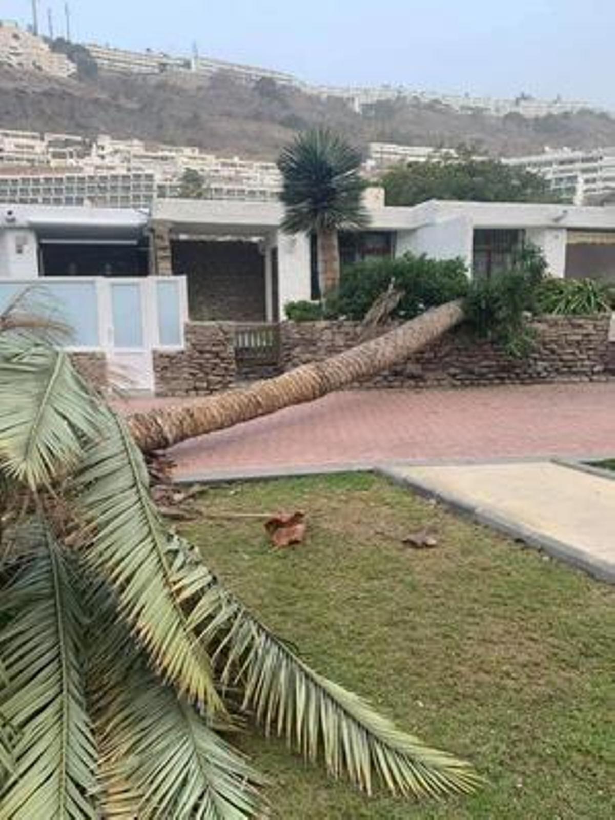 Registran más de 800 incidentes por el viento en Canarias Registran más de 800 incidentes por el viento en Canarias