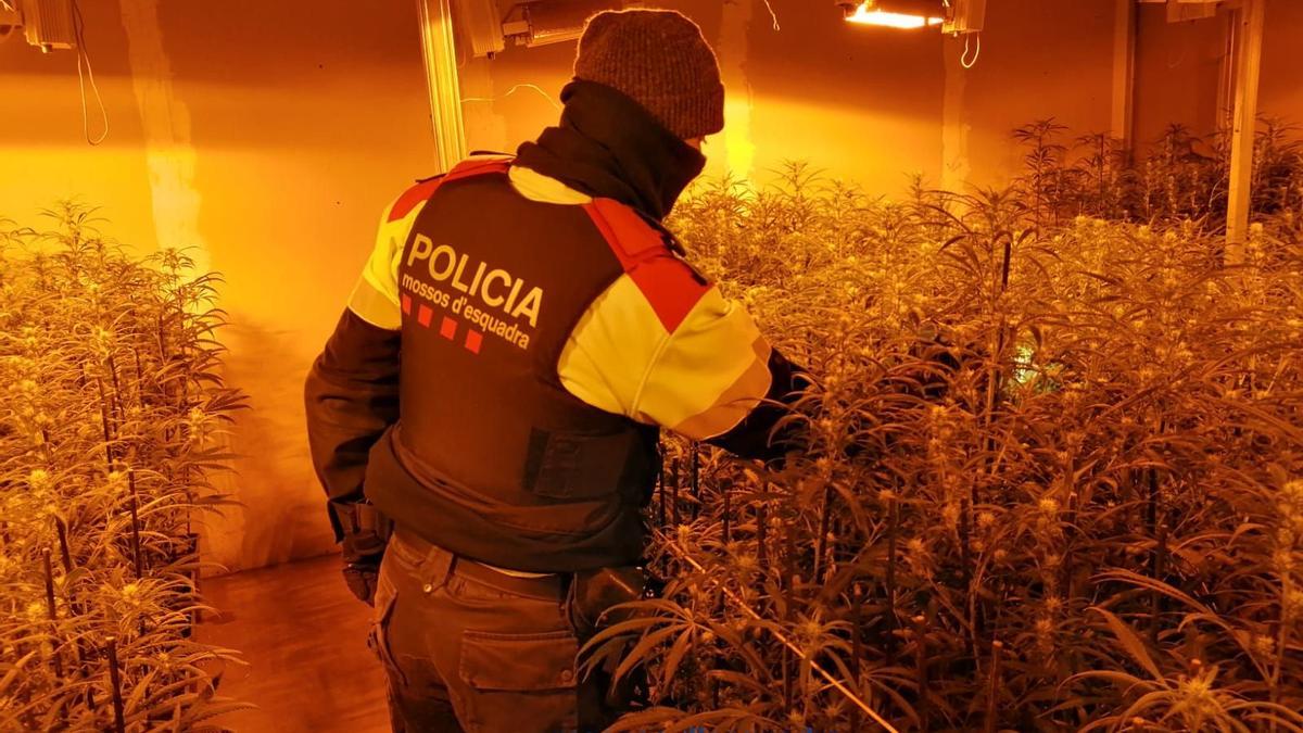 La plantació de marihuana de Sant Joan les Fonts.