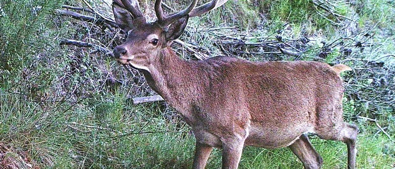 Un ciervo macho en La Carrasqueta durante la berrea, en imagen de archivo.