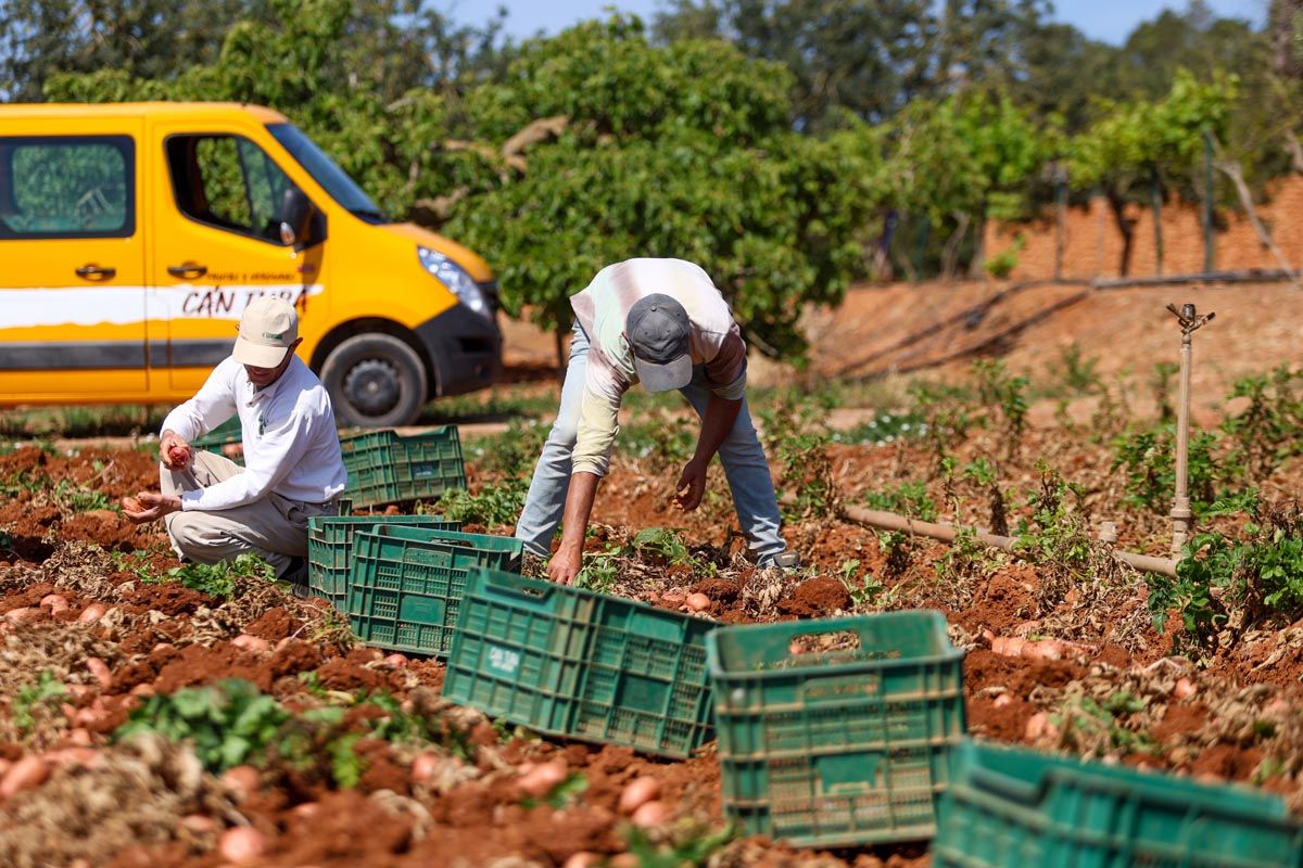 Galería: Los productores de Ibiza recogerán 2,7 millones de kilos de patata en 2025