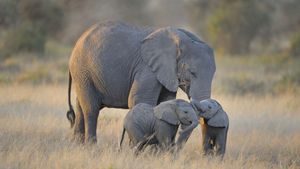 Els gens dels elefants aporten noves pistes sobre per què aquests animals gairebé no tenen càncer