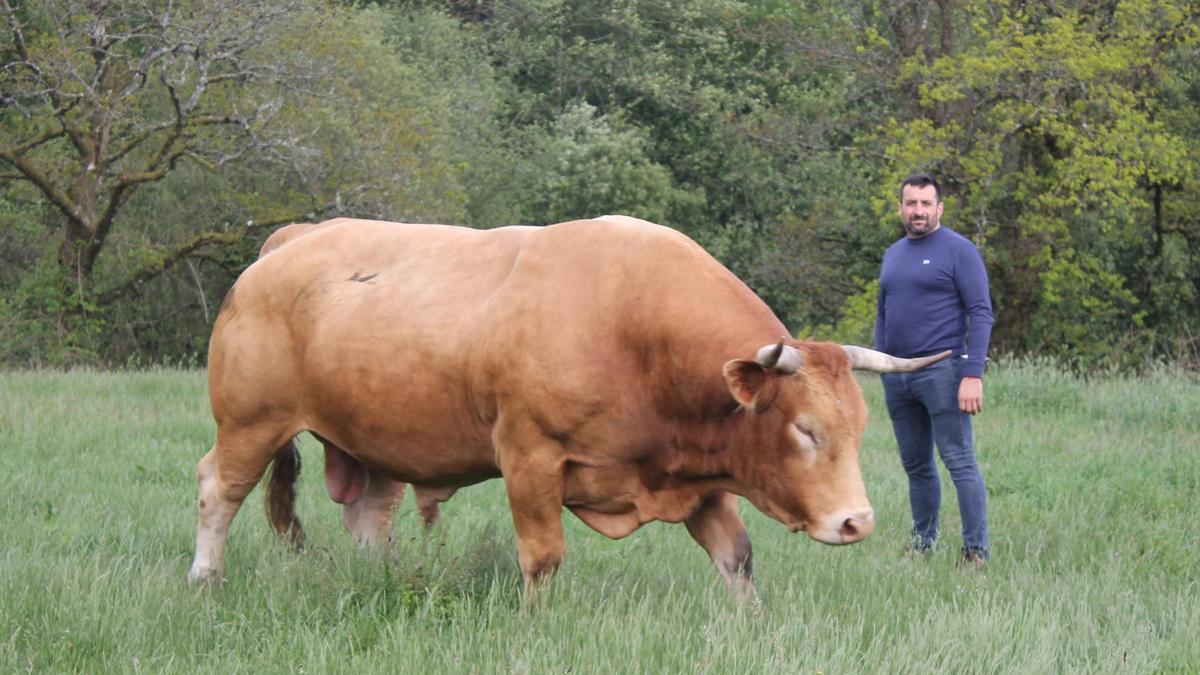 Alberto Hermida tiene una granja de Rubia Gallega en Rodeiro