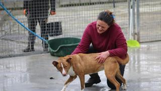 El albergue de animales de Mieres dio 72 perros en adopción en 2024