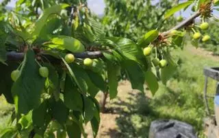 La acuciante falta de mano de obra podría afectar a la recogida de la fruta