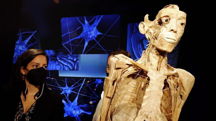 &#039;Bodies. Cuerpos humanos reales&#039;, la polémica exposición de anatomía que recorre el mundo llega al Elder