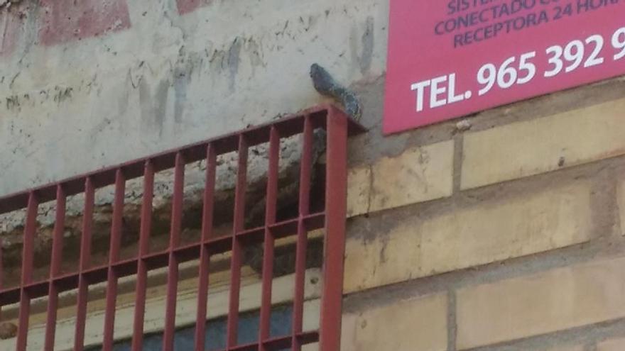 Aparece una serpiente en la Escuela Oficial de Idiomas de Elda