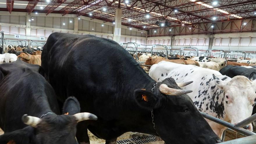 Nuevo récord en la Central: pagan 10.498 euros por un buey mestizo