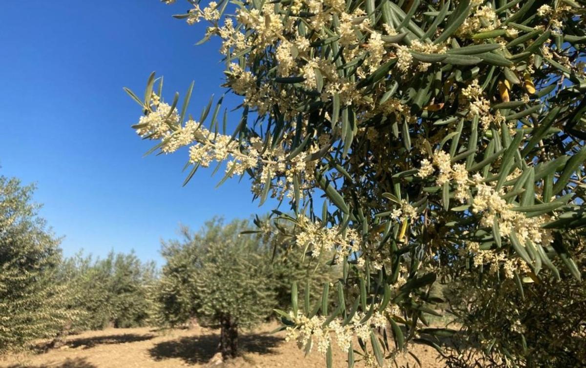 La campaña de la aceituna de este año notará los efectos de la sequía. | J. S.