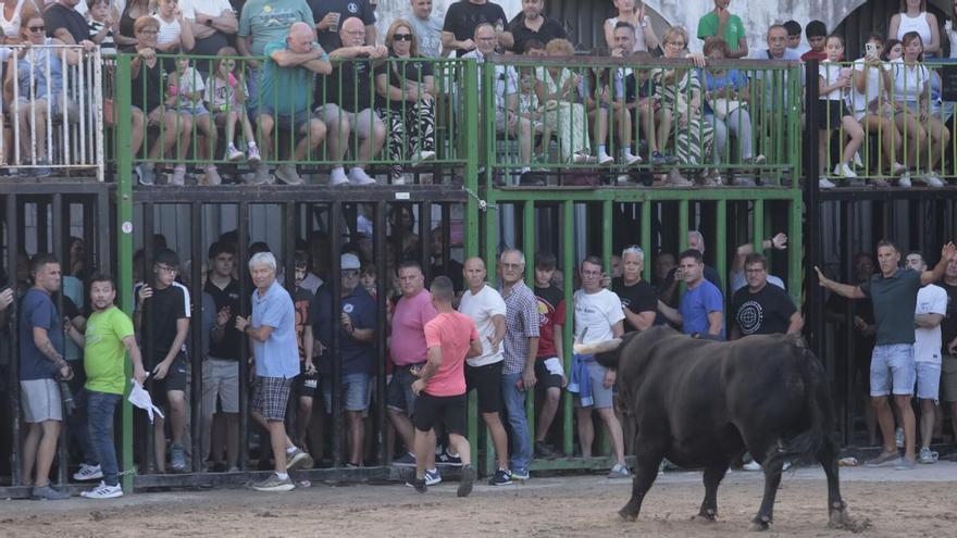 Nules schließt mit 'bous al carrer' ein Fest mit „den Peñas als Motor" ab