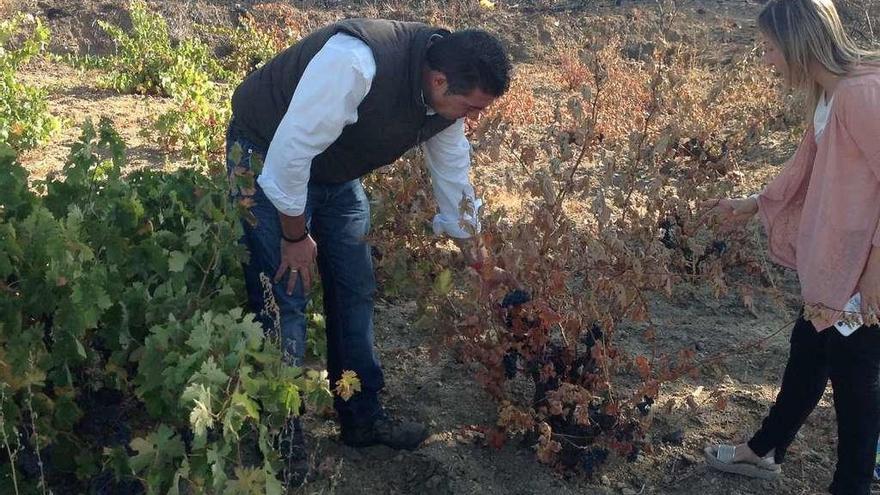 El fuego calcina viñas ya irrecuperables y malogra la vendimia en cepas que rebrotarán