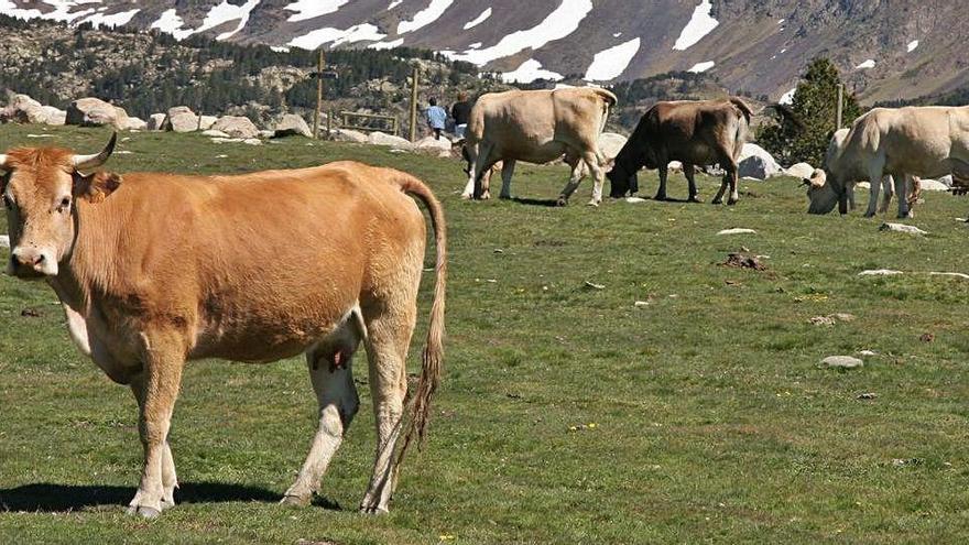 Un ramat de vaques en una zona de pastures altes de la Cerdanya