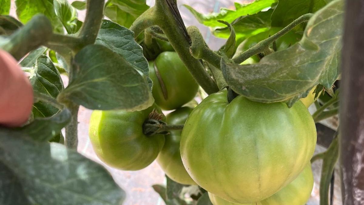 Tomates Citruslandia que se venden en Mercadona.