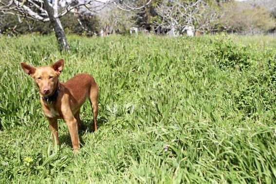 Seit über 30 Jahren betreibt Josefi na Vivancos in Pollença ein Hundeasyl. Zum Tierschutz kam die Mallorquinerin eher zufällig. Heute lebt sie mit 40 Hunden auf einer Finca und hat Hunderten von Vier