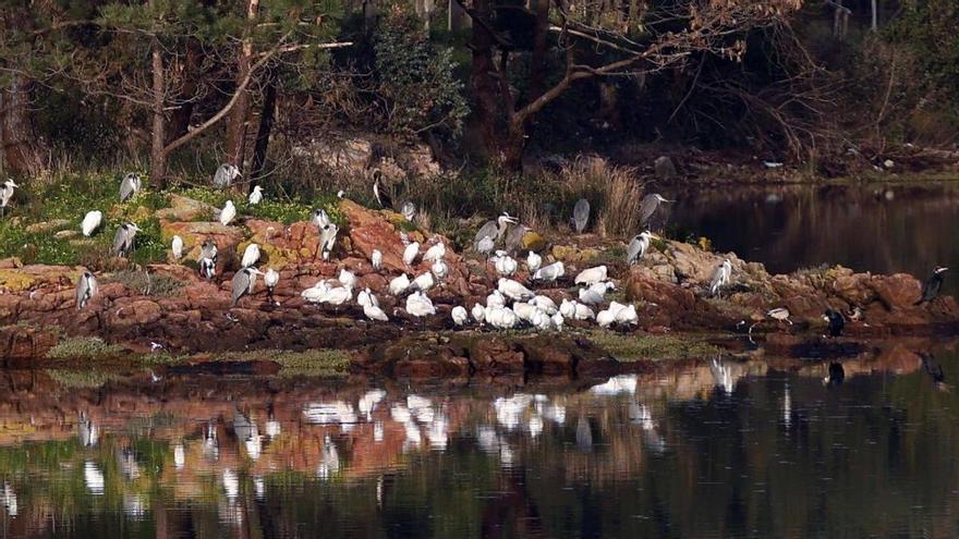 Cambados busca impulsar el turismo ornitológico con una guía que recopilará puntos de observación y especies
