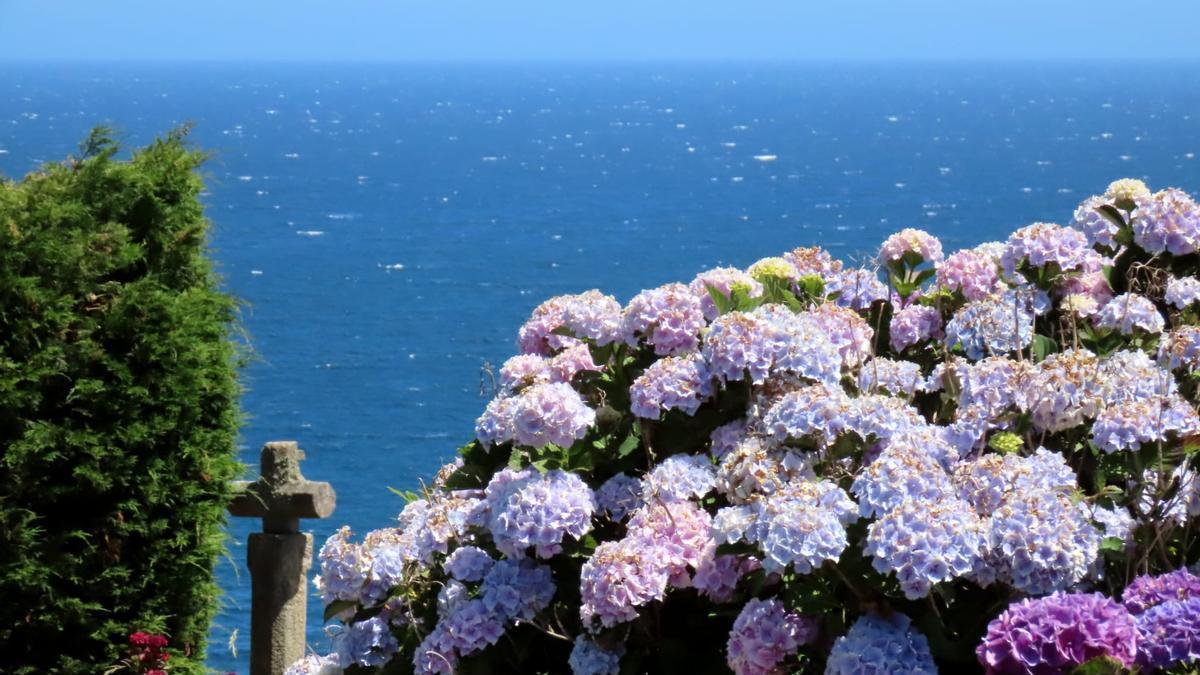 Hortensias en el bosque-jardín de Luarca.