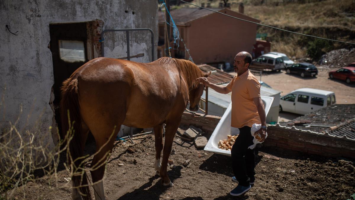 Un vecino alimenta a un caballo.