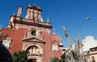 El ficus de Triana podría rebrotar en cinco años