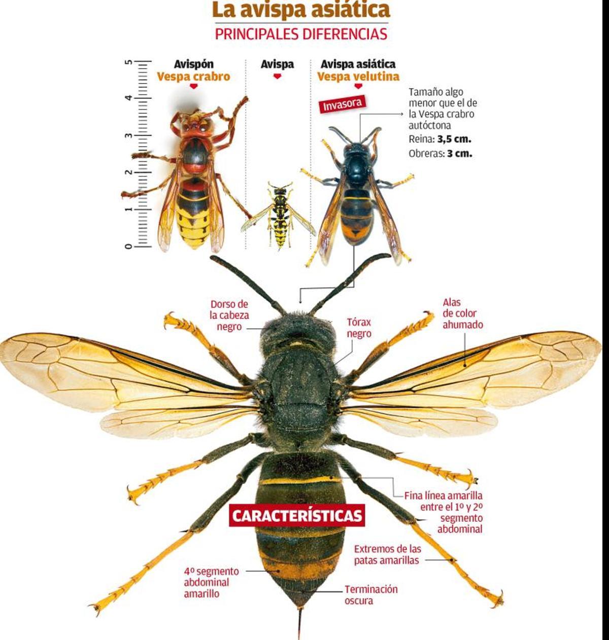 Características de la avispa 'asesina'