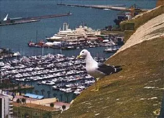 La proliferación de gaviotas en el Castillo de Santa Bárbara obliga a esterilizar los huevos