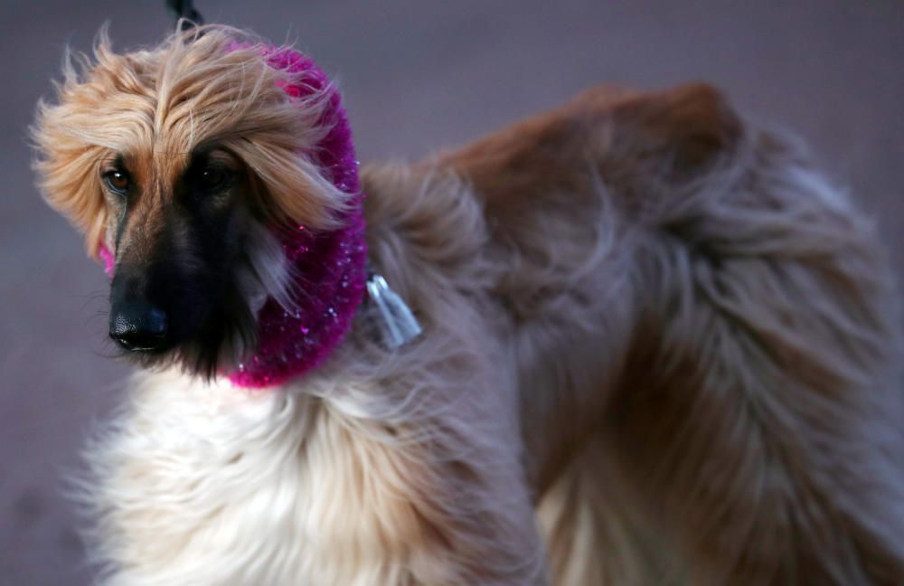 Crufts 2019: L'exhibició de gossos més gran del món