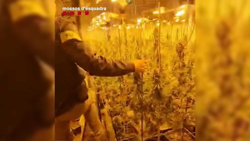 Desmantellada una plantació de marihuana amb 1.300 plantes a Santa Llogaia d&#039;Àlguema