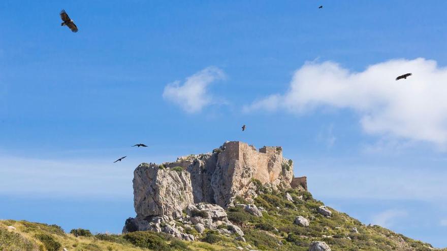 Buitres negros sobrevuelan las inmediaciones del Castell del Rei, ubicado en los límites de Ternelles.