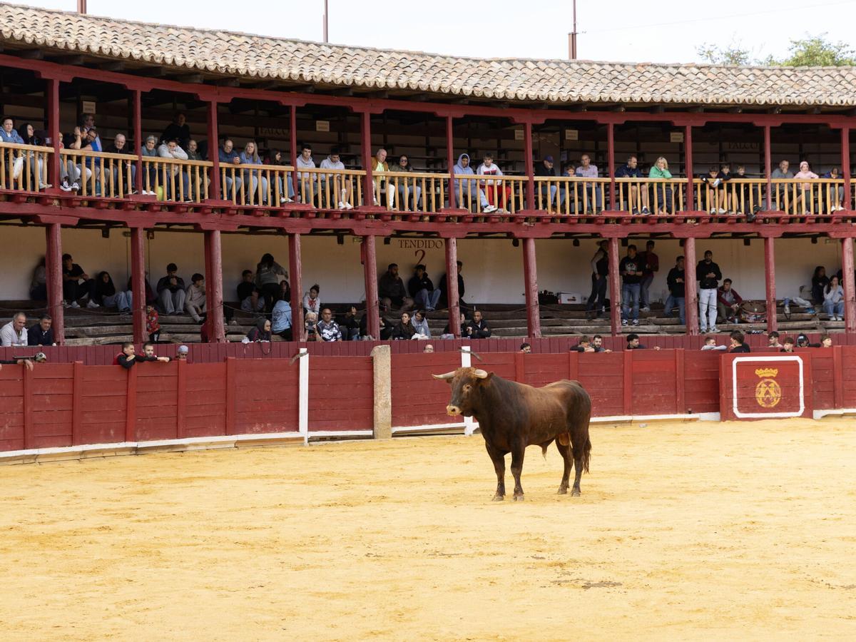 Tradicional Fuente de Vino, San Agustín 2026 Tradicional Fuente de Vino, San Agustín 2026