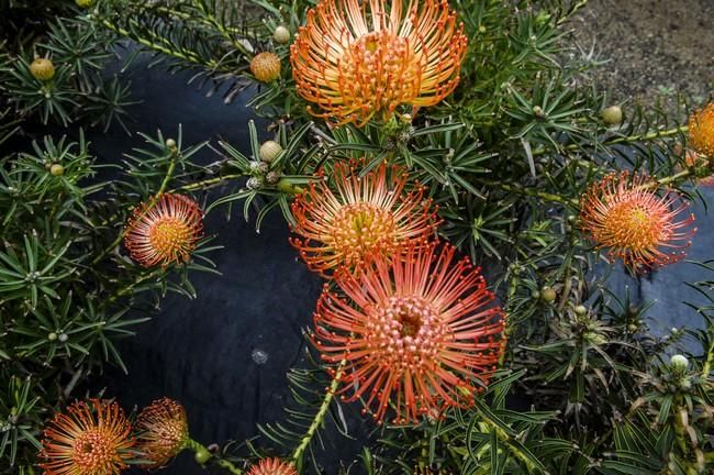 Visita a una plantacion de proteas een la Granja Agrícola del Cabildo. FOTOS: JC CASTRO