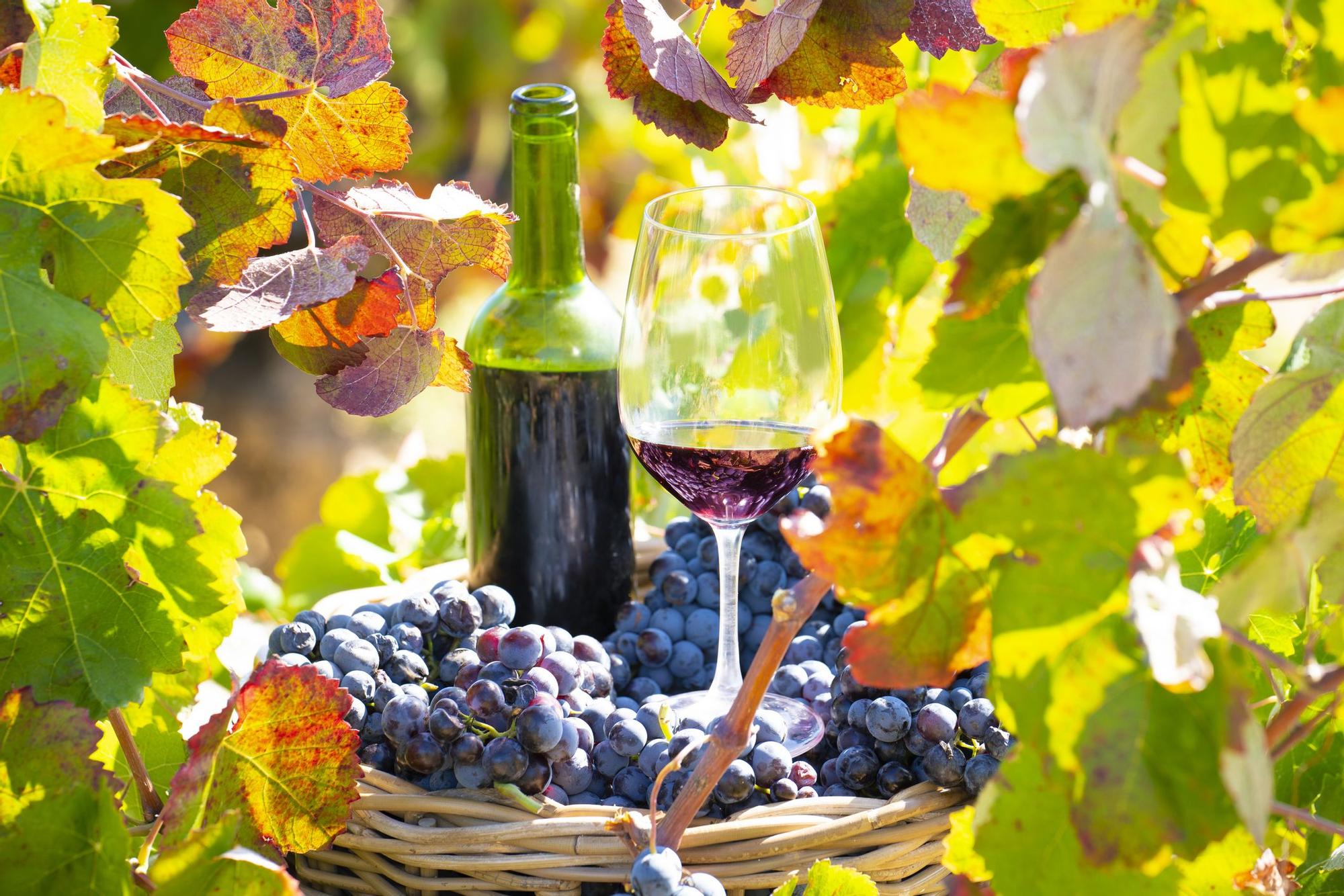Degusta los vinos españoles en diversas experiencias por el país