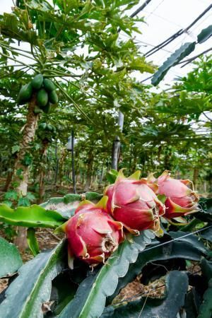 Dos jóvenes agricultores que cultivan, procesan y