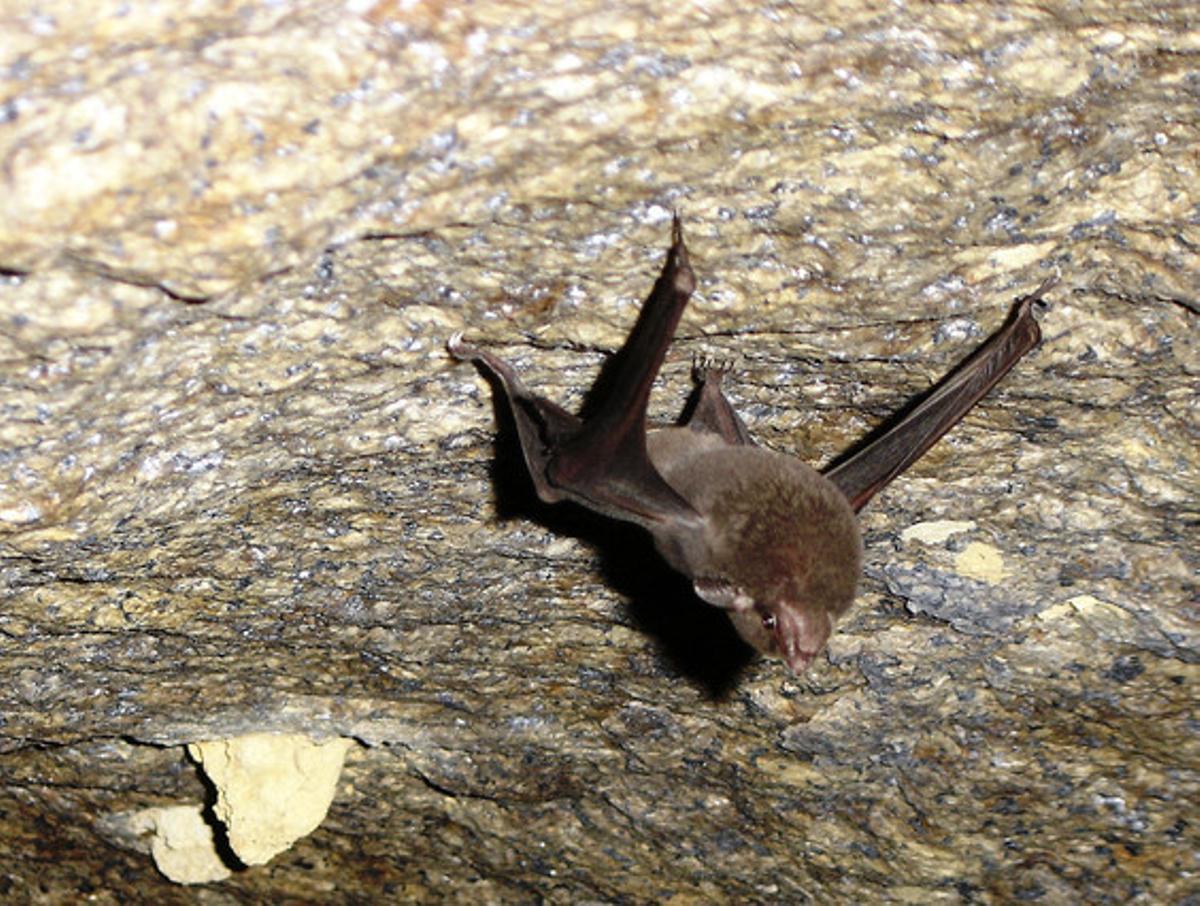Coleura seychellensis. Ratpenatendèmic de dues illes de les Seychelles (Silhouette i Mahé), encara que en dates passades cobria una àrea més gran. Al marge de la desforestació i l’ús de pesticides de dècades passades, ara la principal amenaça és una planta invasora, ’Pueraria phaseloides’, i la depredació de gats i rates. Població estimada: menys de 100 individus. Coleura seychellensis. Ratpenatendèmic de dues illes de les Seychelles (Silhouette i Mahé), encara que en dates passades cobria una àrea més gran. Al marge de la desforestació i l’ús de pesticides de dècades passades, ara la principal amenaça és una planta invasora, ’Pueraria phaseloides’, i la depredació de gats i rates. Població estimada: menys de 100 individus.