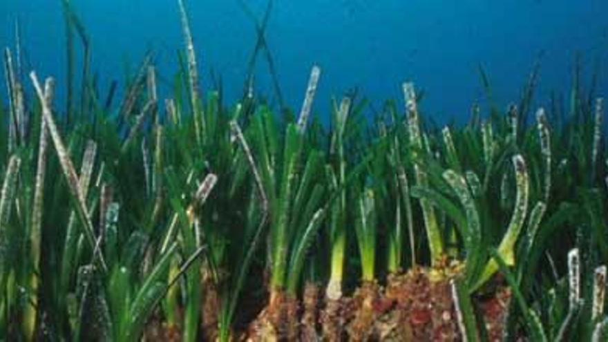 Posidonia.