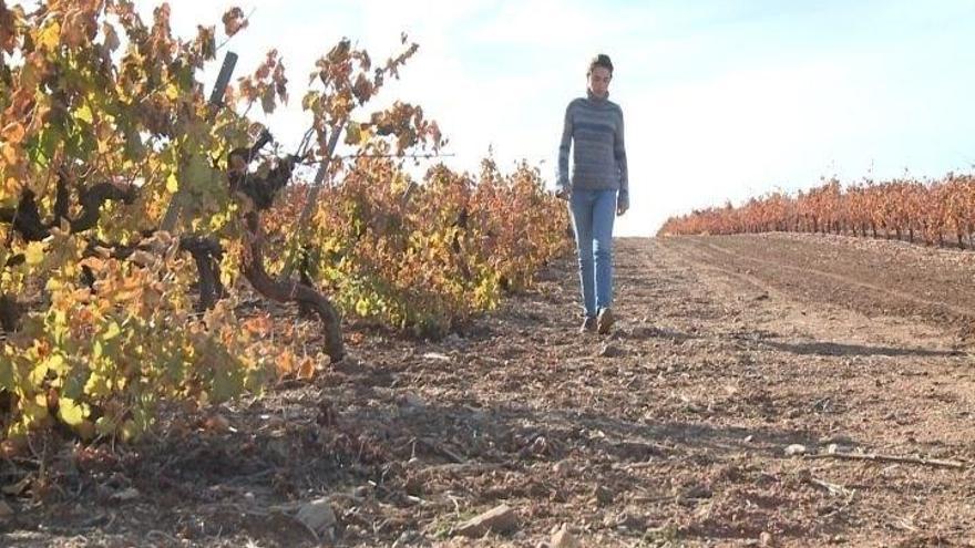 La sequía dispara en Extremadura un 87% las pólizas de seguros en cultivos herbáceos